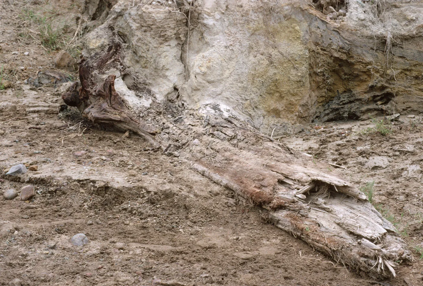 Fossil (Pleistocene) cypress log, Santa Cruz Island
