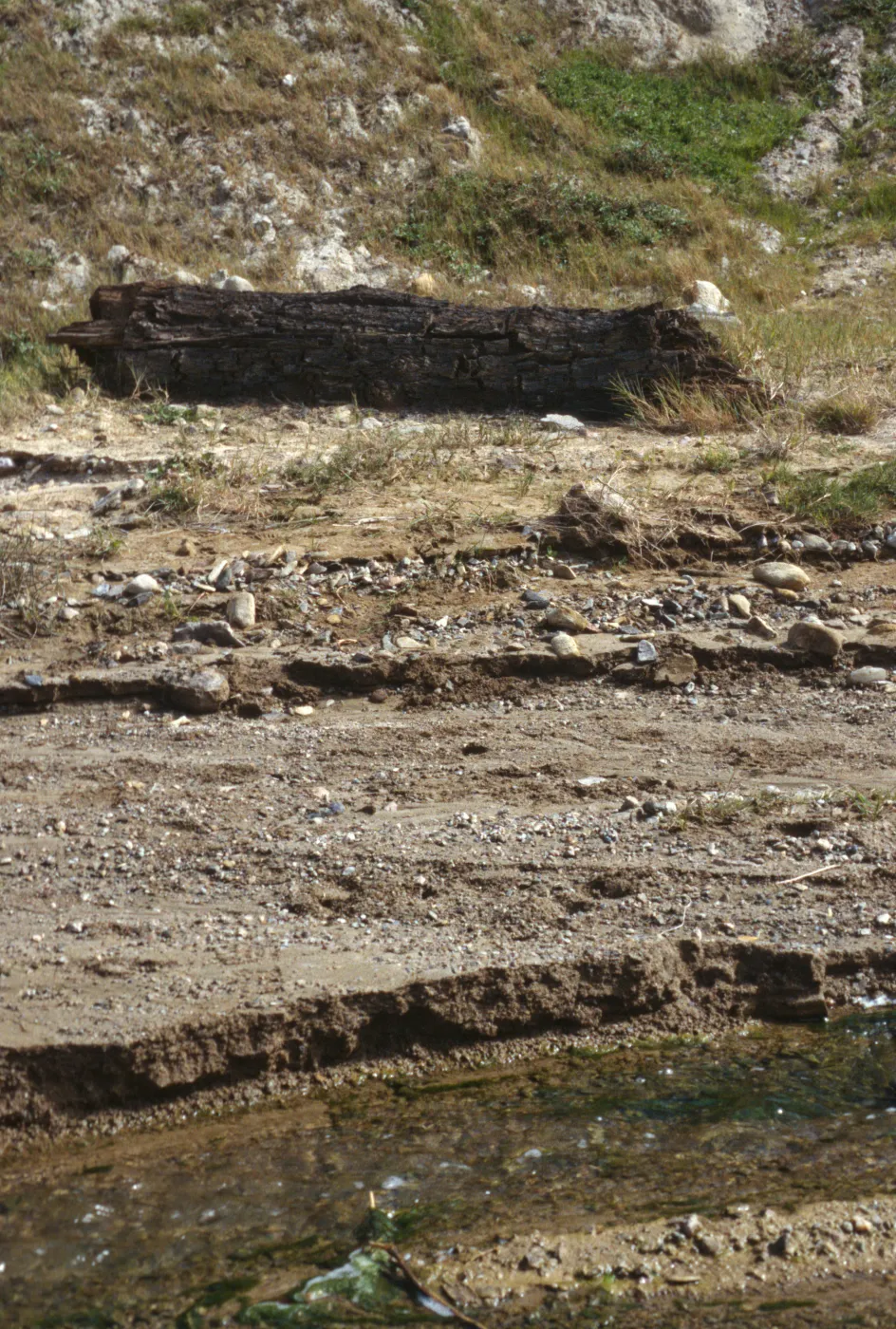 Fossil cypress log, Sauces Canyon, Santa Cruz Island