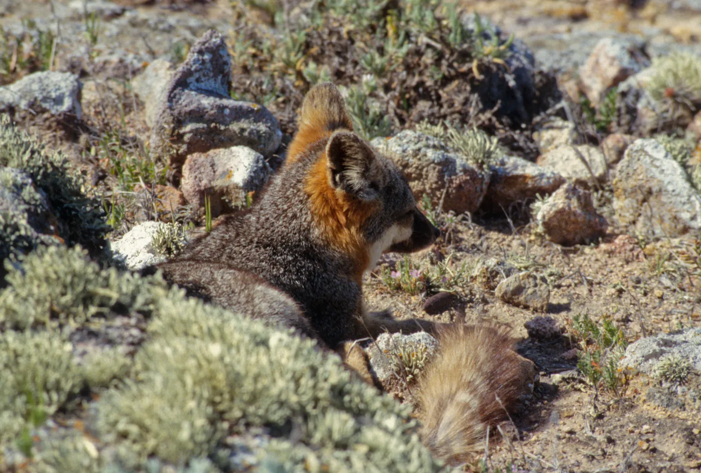 Island Fox, San Clemente Island