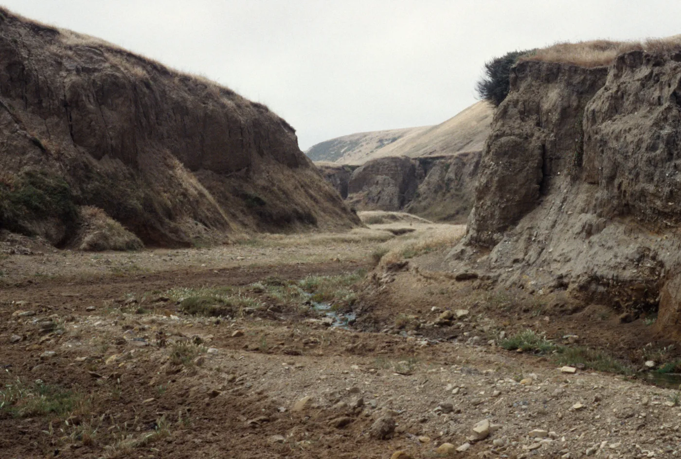 Tecolote Canyon, Santa Rosa Island