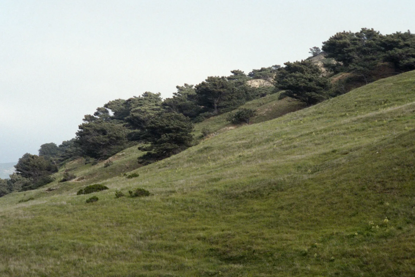 Torrey Pines, Santa Rosa Island