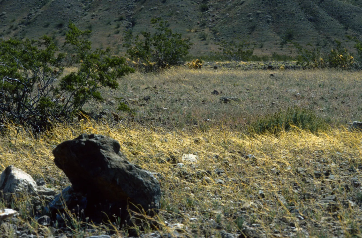 Cuscuta on Plantago, Panamint Valley
