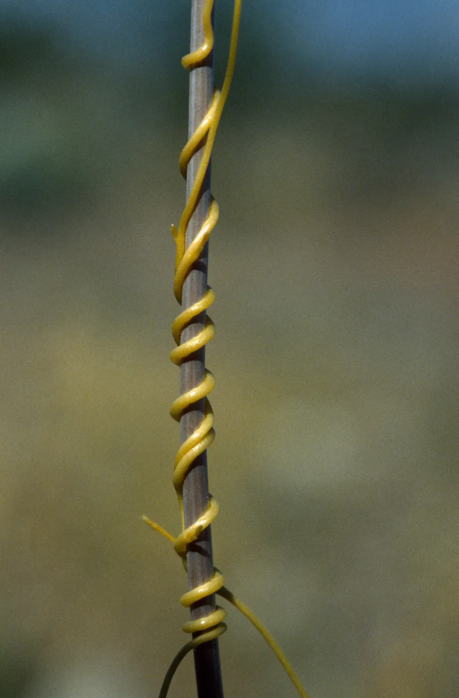 Cuscuta on Plantago