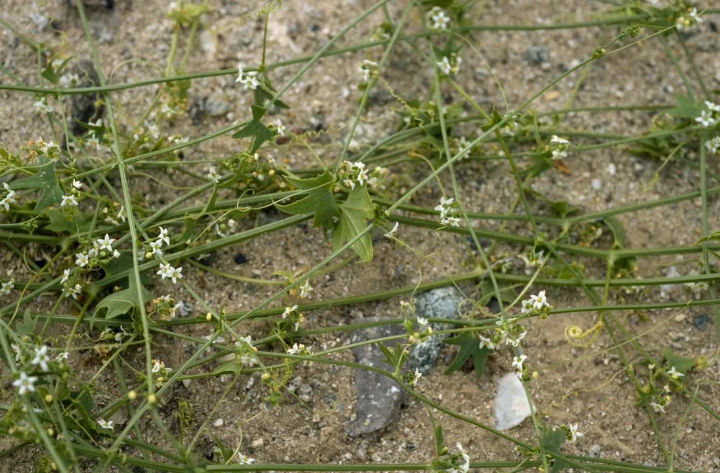 Brandegea bigelovii