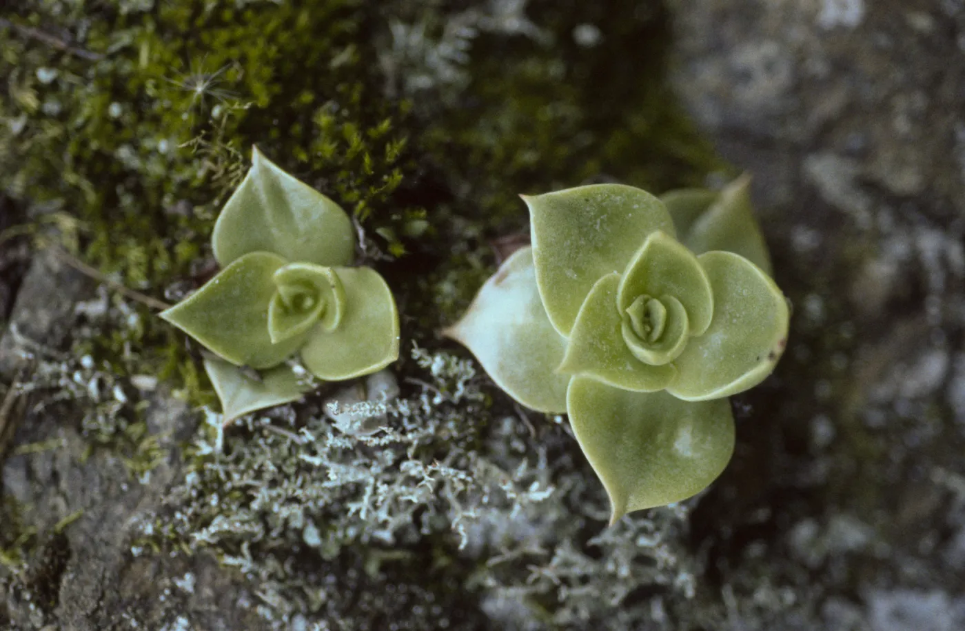 Dudleya candelabrum