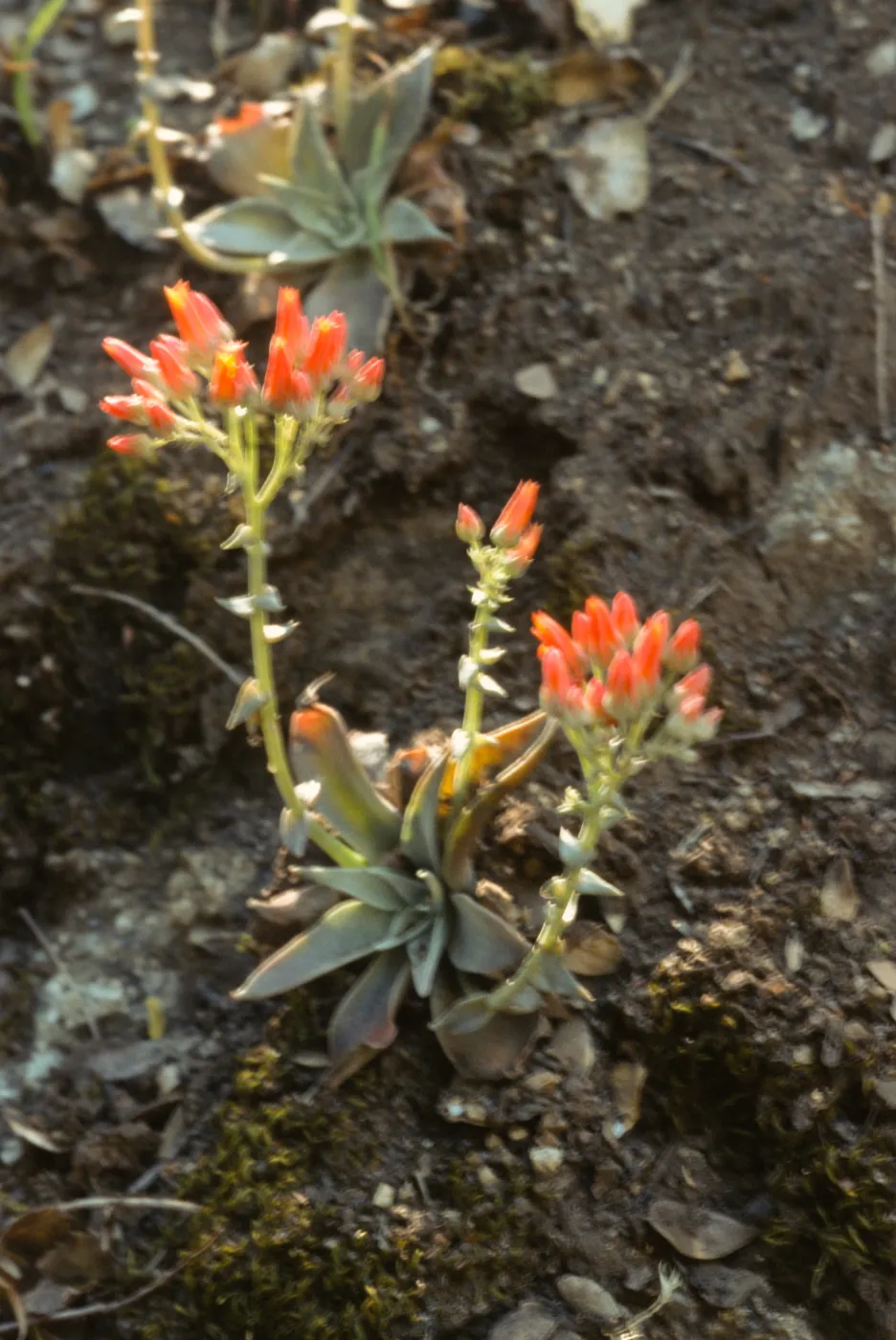 Dudleya cymosa ssp. pumila