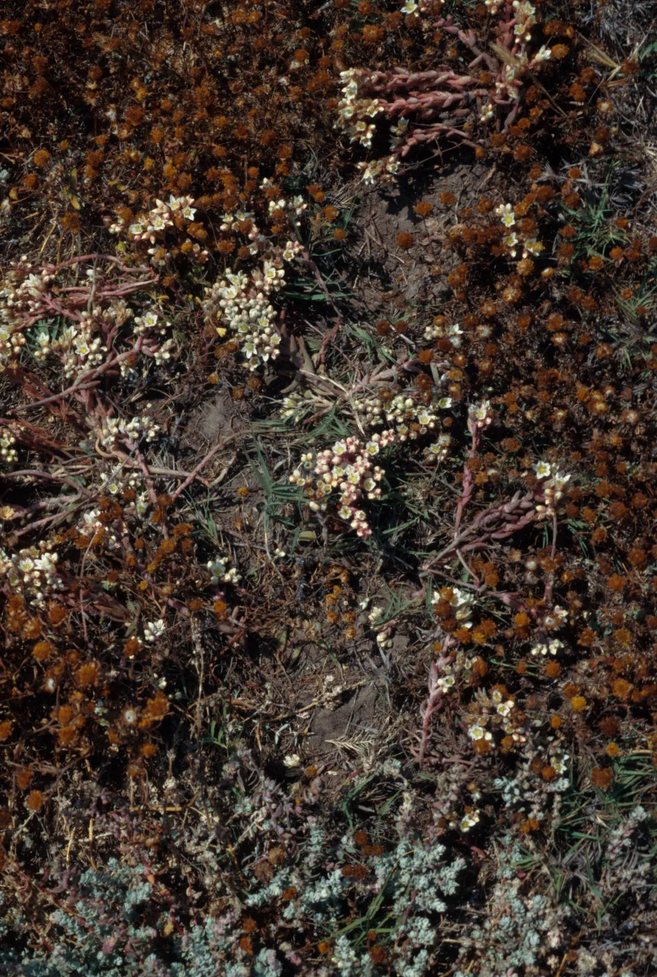 Dudleya nesitoica