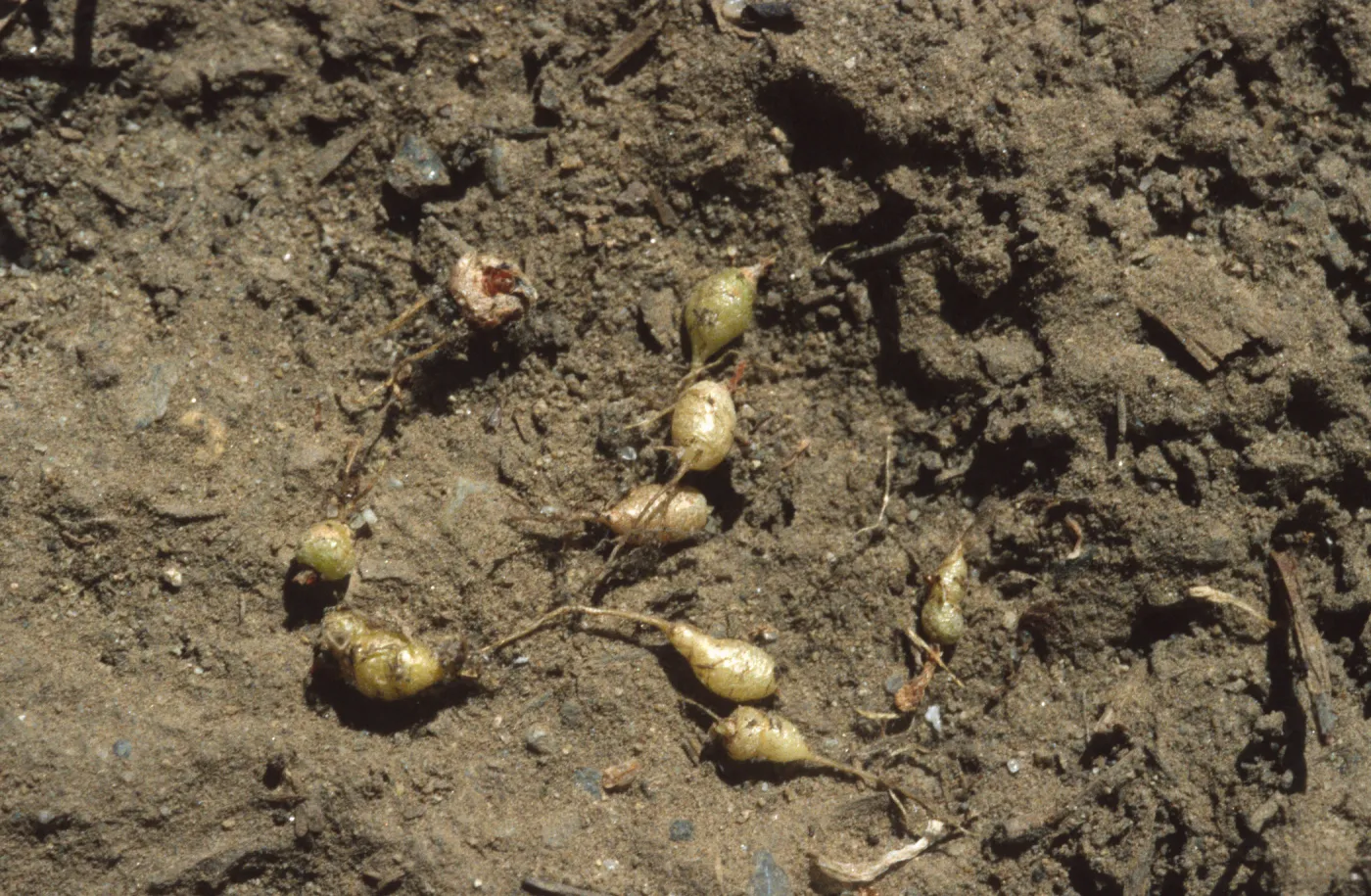 Dudleya nesiotica, one-year old plants