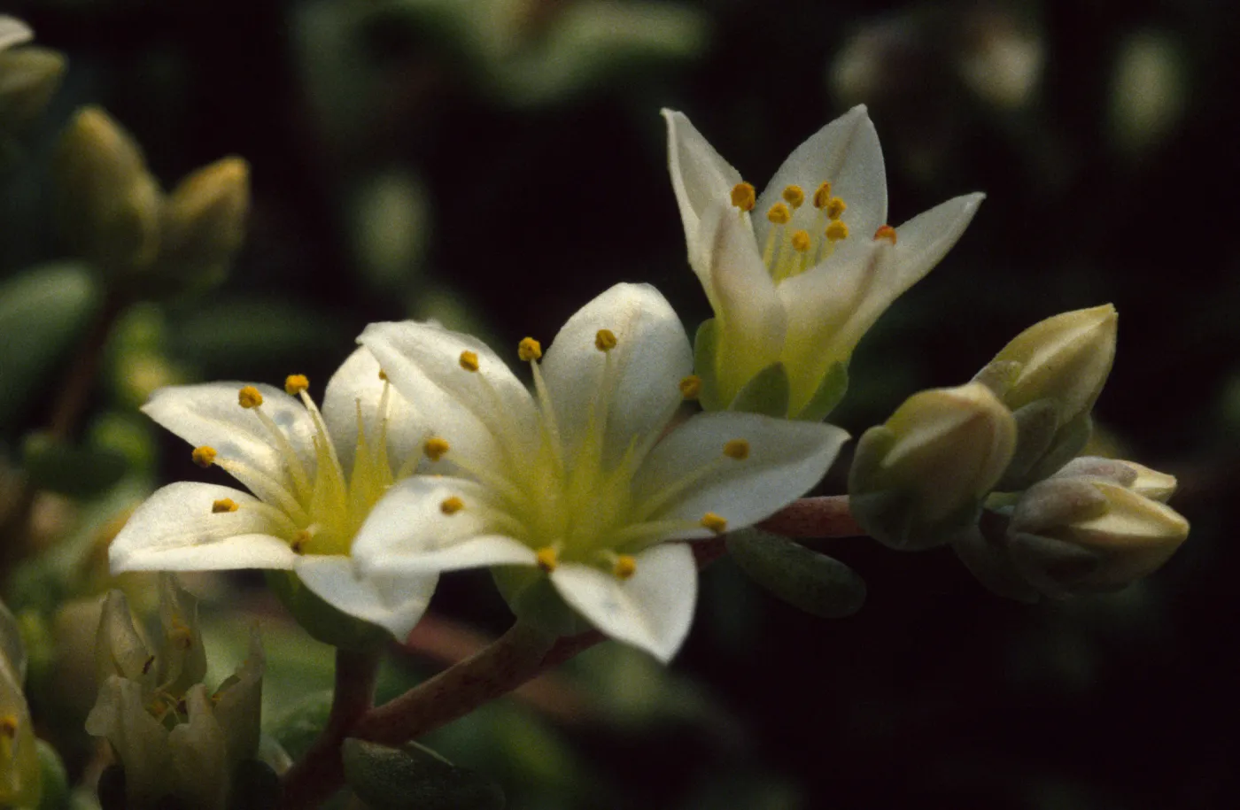 Dudleya nesiotica