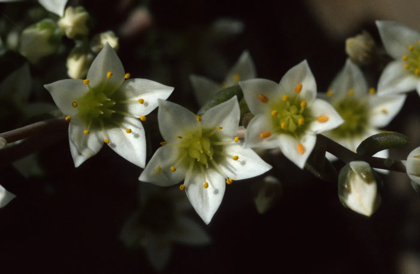 Dudleya nesiotica