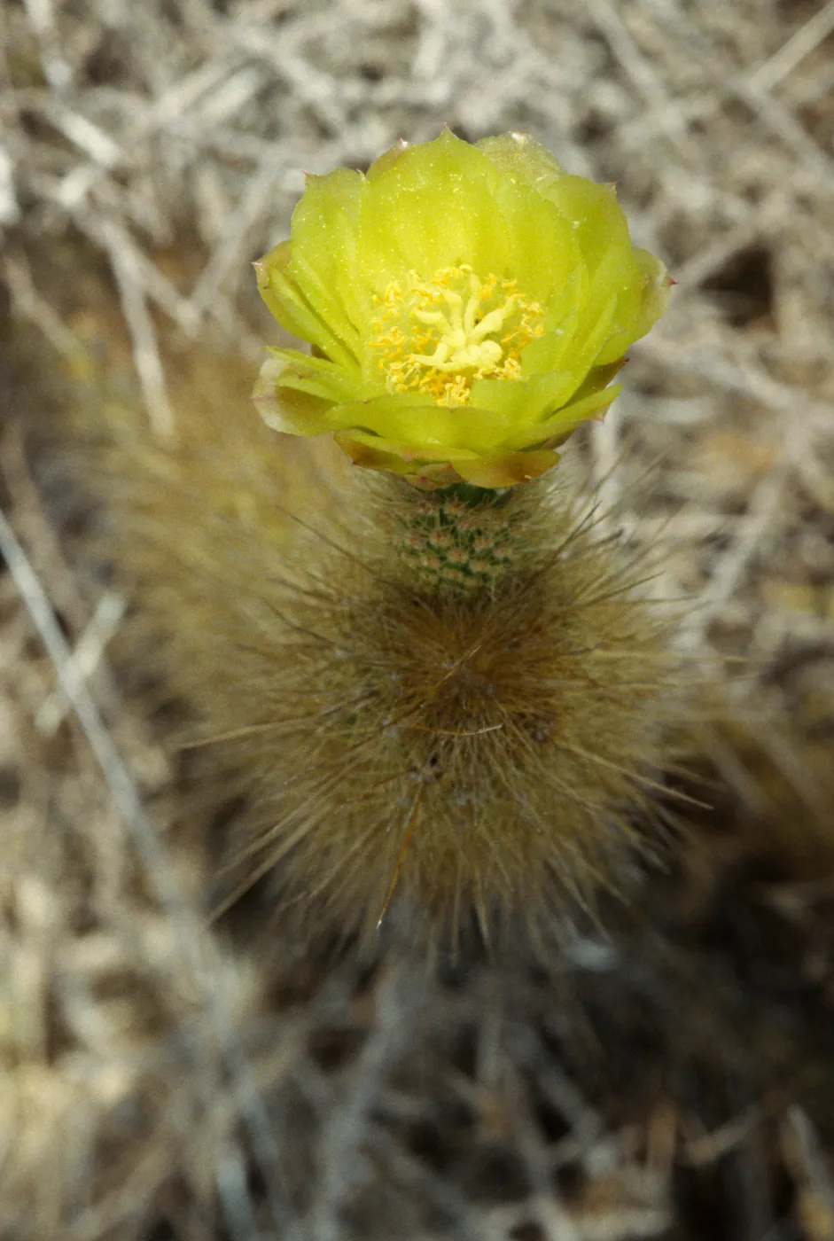 Bergerocactus emoryi