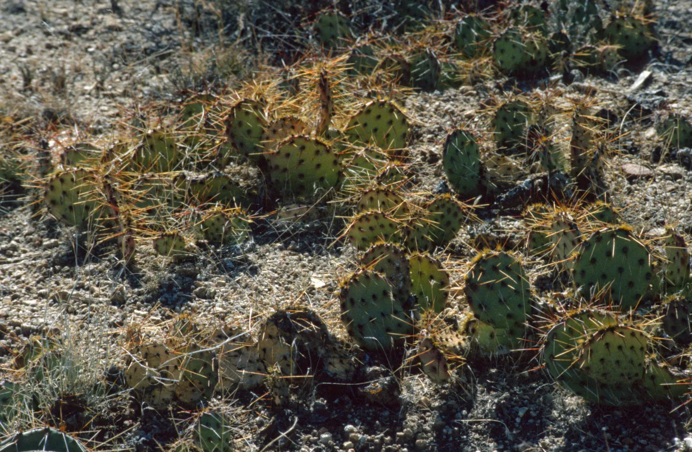 Opuntia (Prickly-pear)