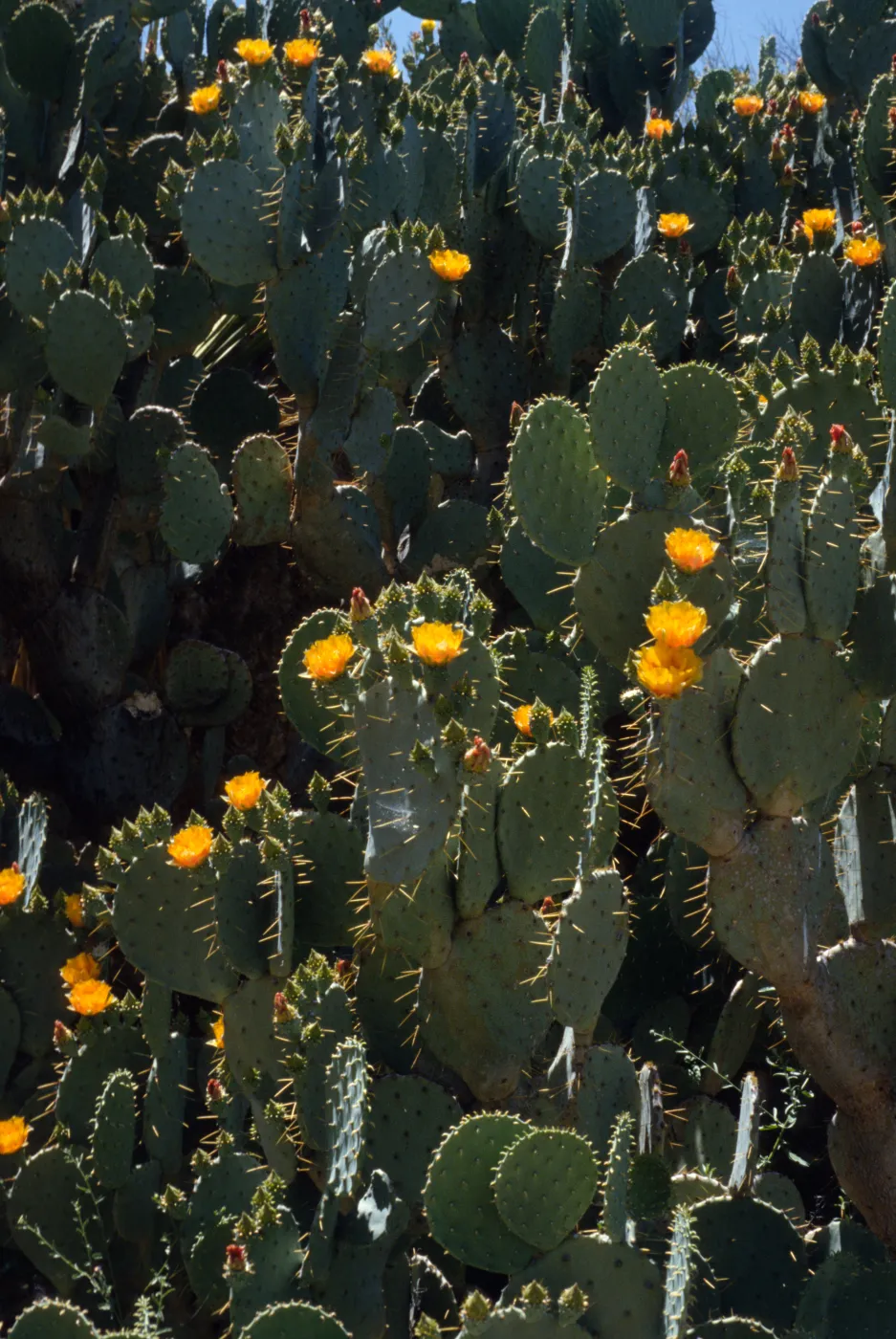 Opuntia (Prickly-pear)