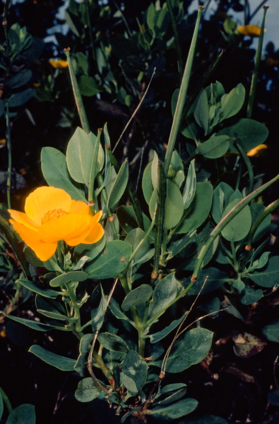 Dendromecon rigida ssp. harfordii