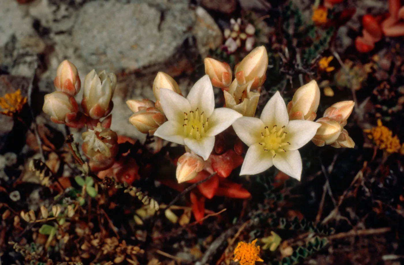 Dudleya nesiotica