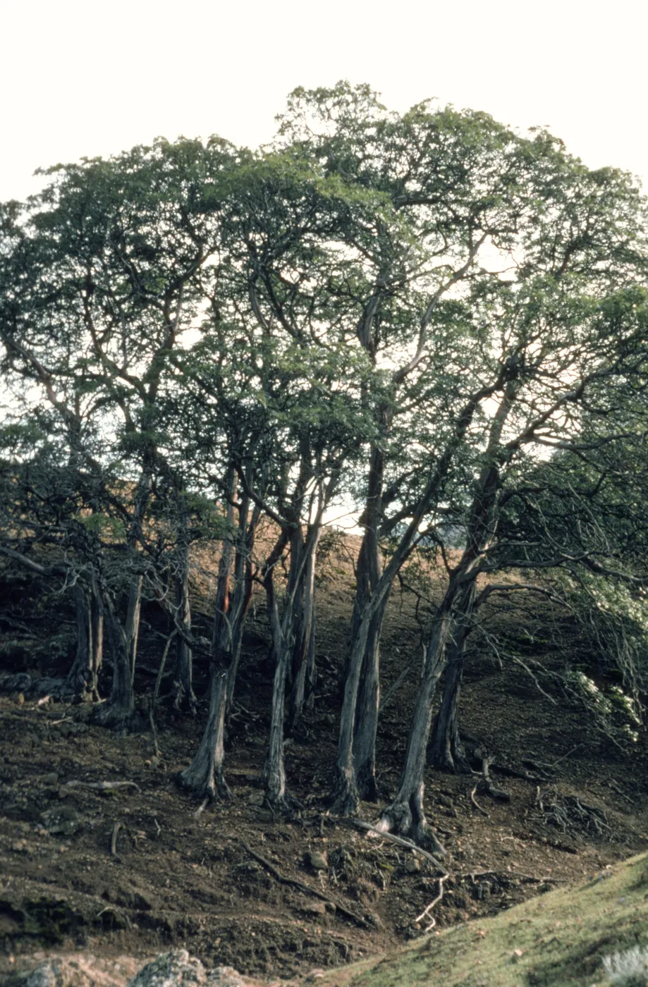 Small grove of Lyonothamnus floribundus ssp. aspleniifolius