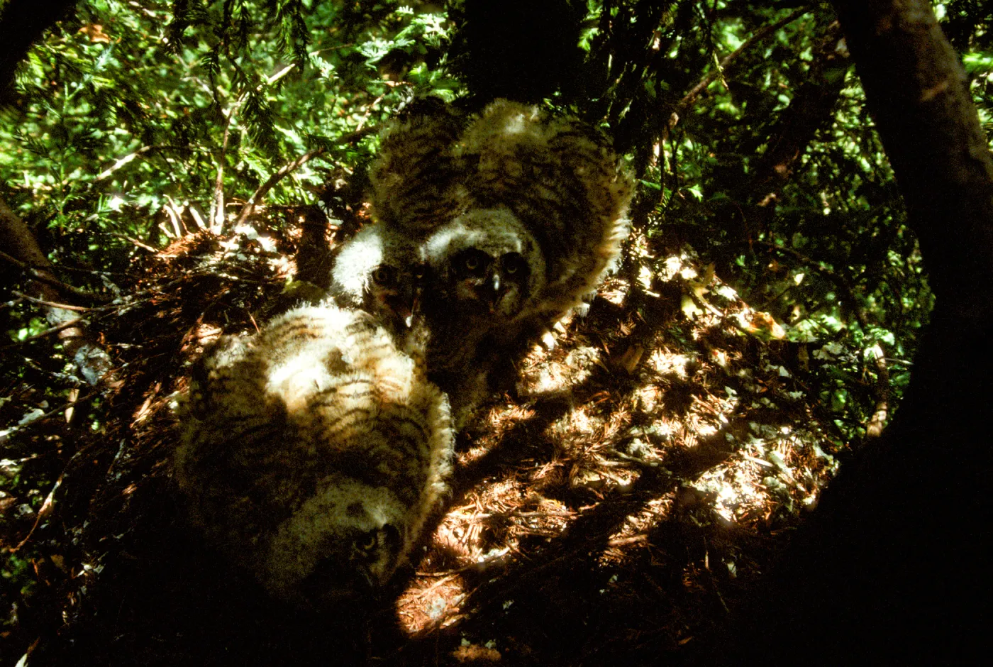 Great Horned Owl babies in the Garden