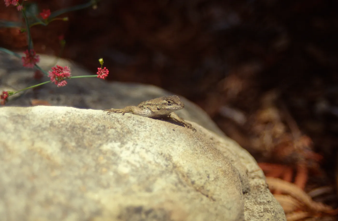 Blue-belly or Western Fence Lizard (Sceloporus occidentalis) in the Garden