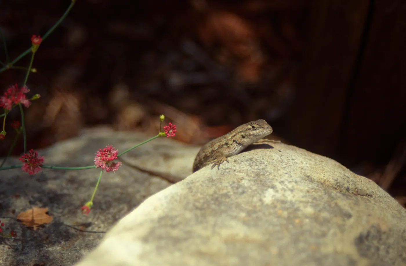 Blue-belly or Western Fence Lizard (Sceloporus occidentalis) in the Garden