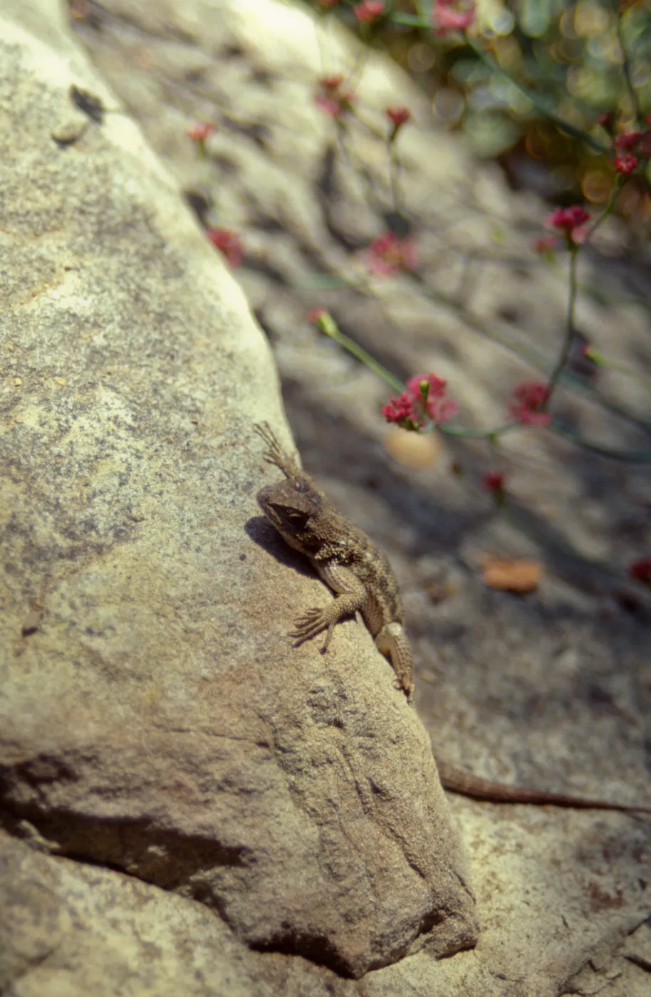 Blue-belly or Western Fence Lizard (Sceloporus occidentalis) in the Garden