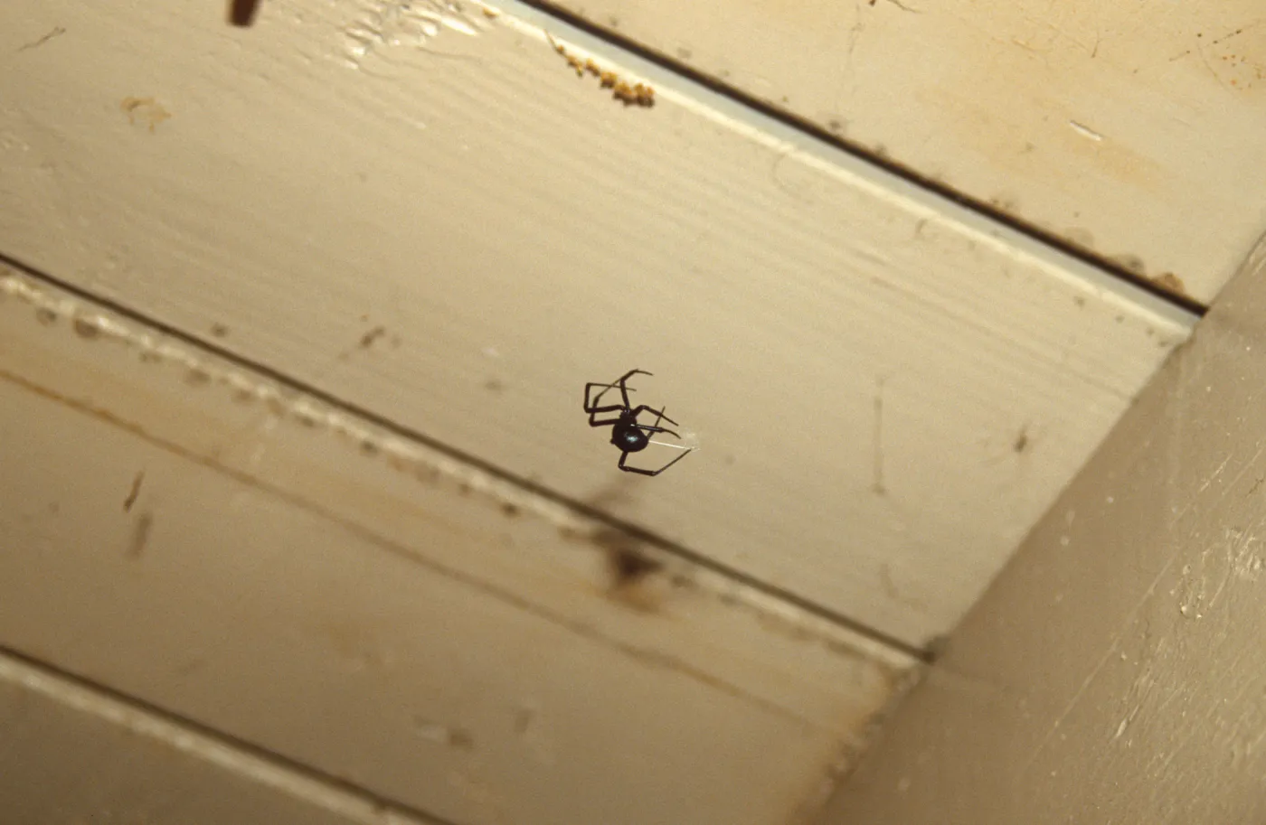 Black widow spider