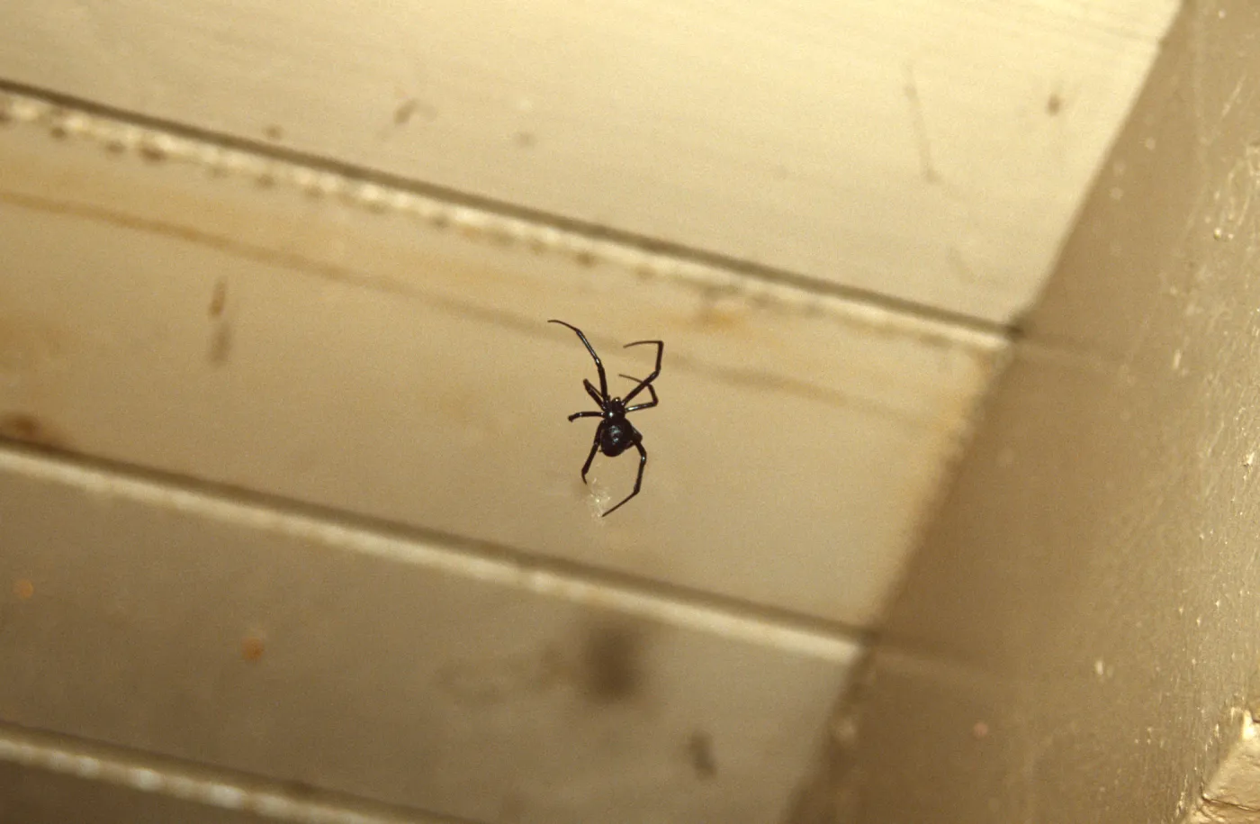 Black widow spider