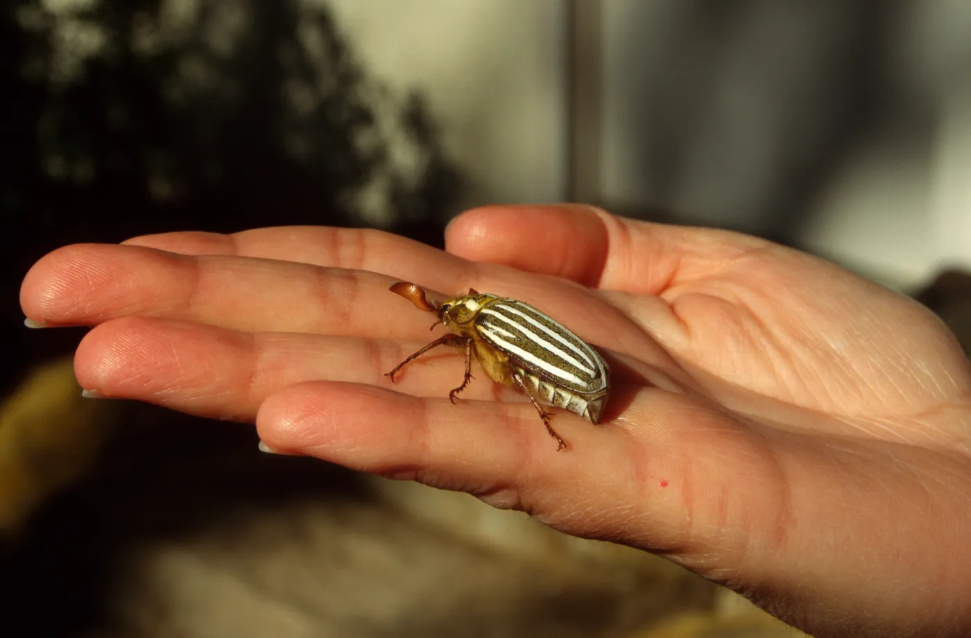 adult ten-lined june beetle (Polyphylla decemlineata)