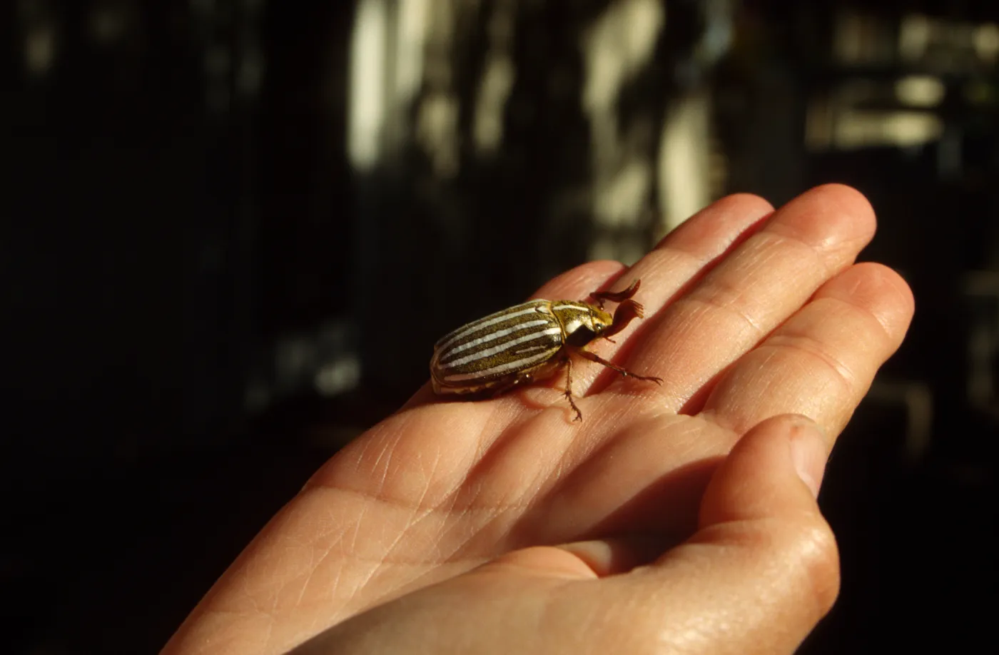 adult ten-lined june beetle (Polyphylla decemlineata)