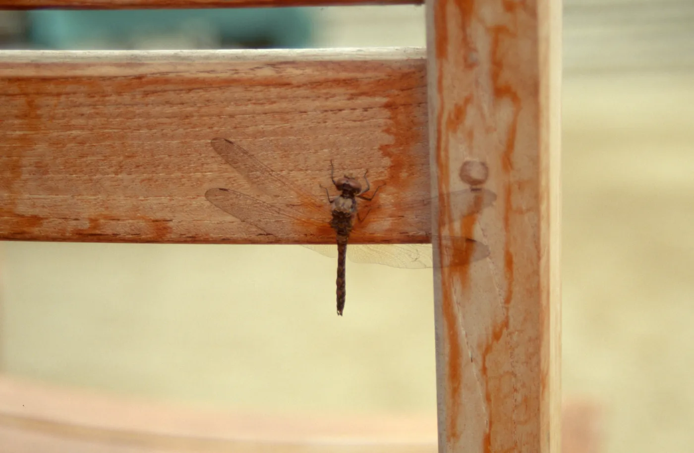 Dragonfly