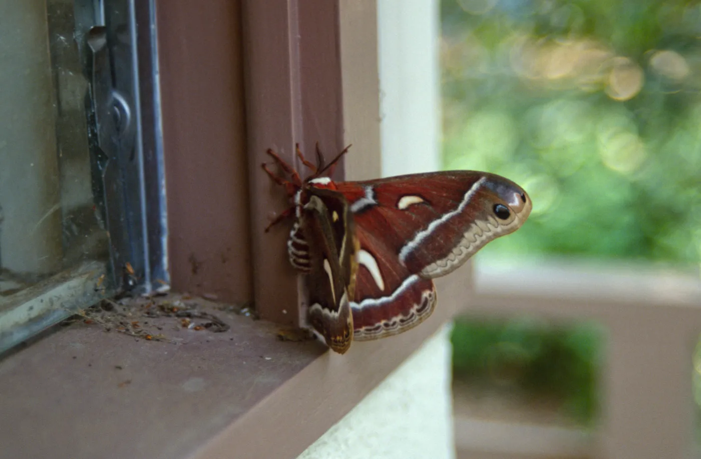 newly emerged Ceanothus silk moth (Hyalophora euryalus) 