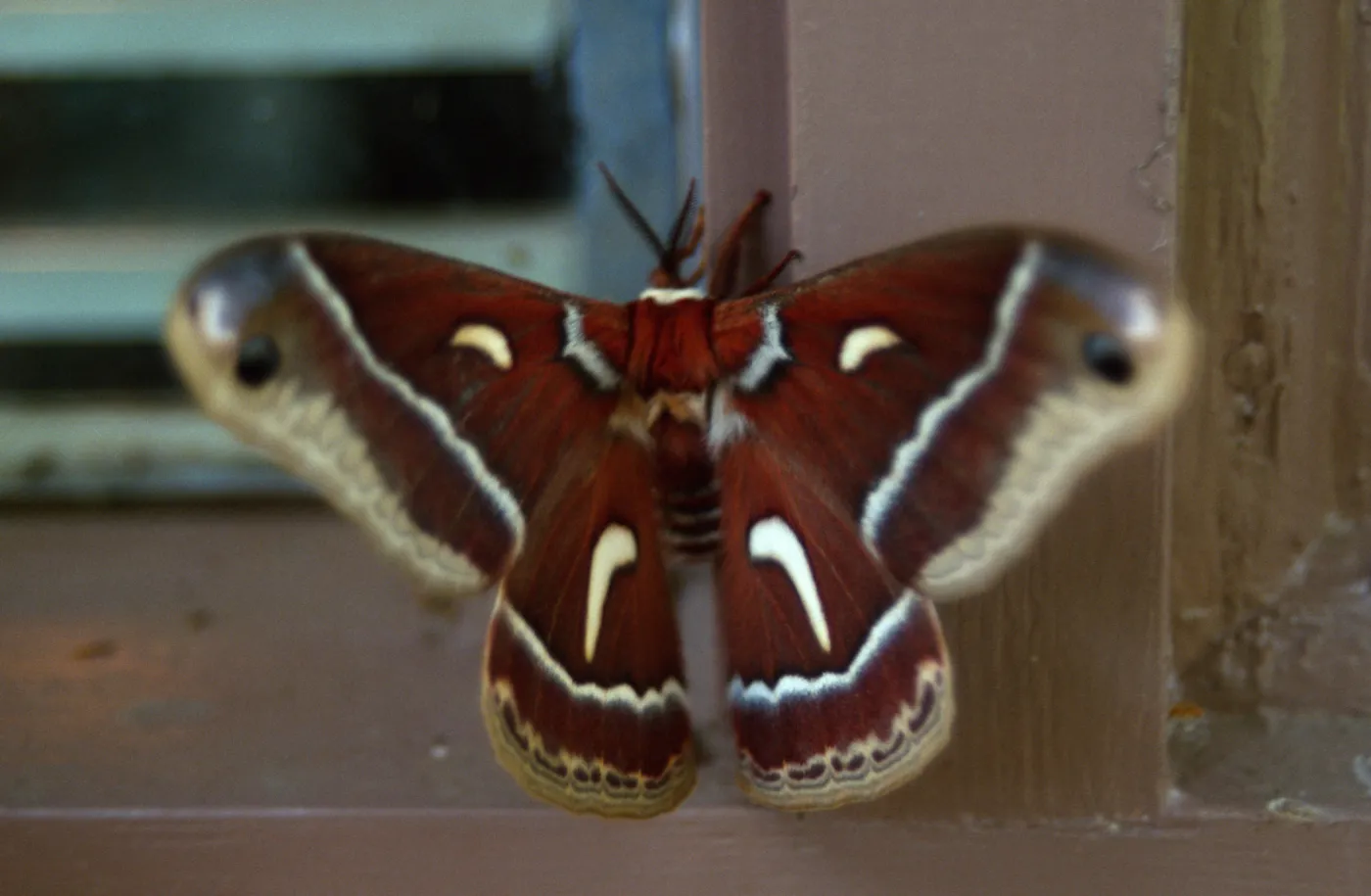 newly emerged Ceanothus silk moth (Hyalophora euryalus) 