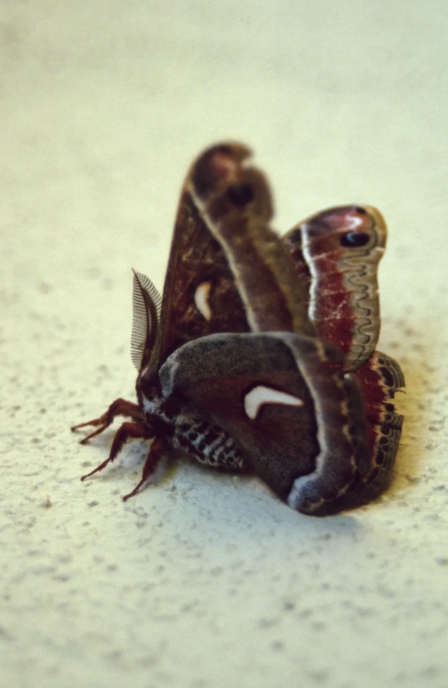 Ceanothus silk moth (Hyalophora euryalus) 