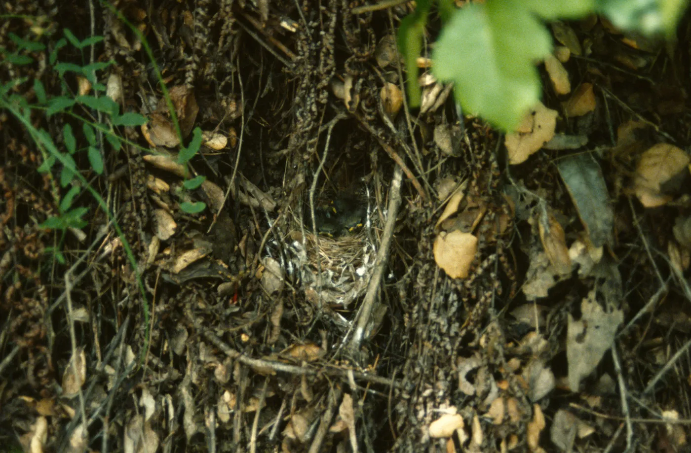 baby birds in nest, warbler nest