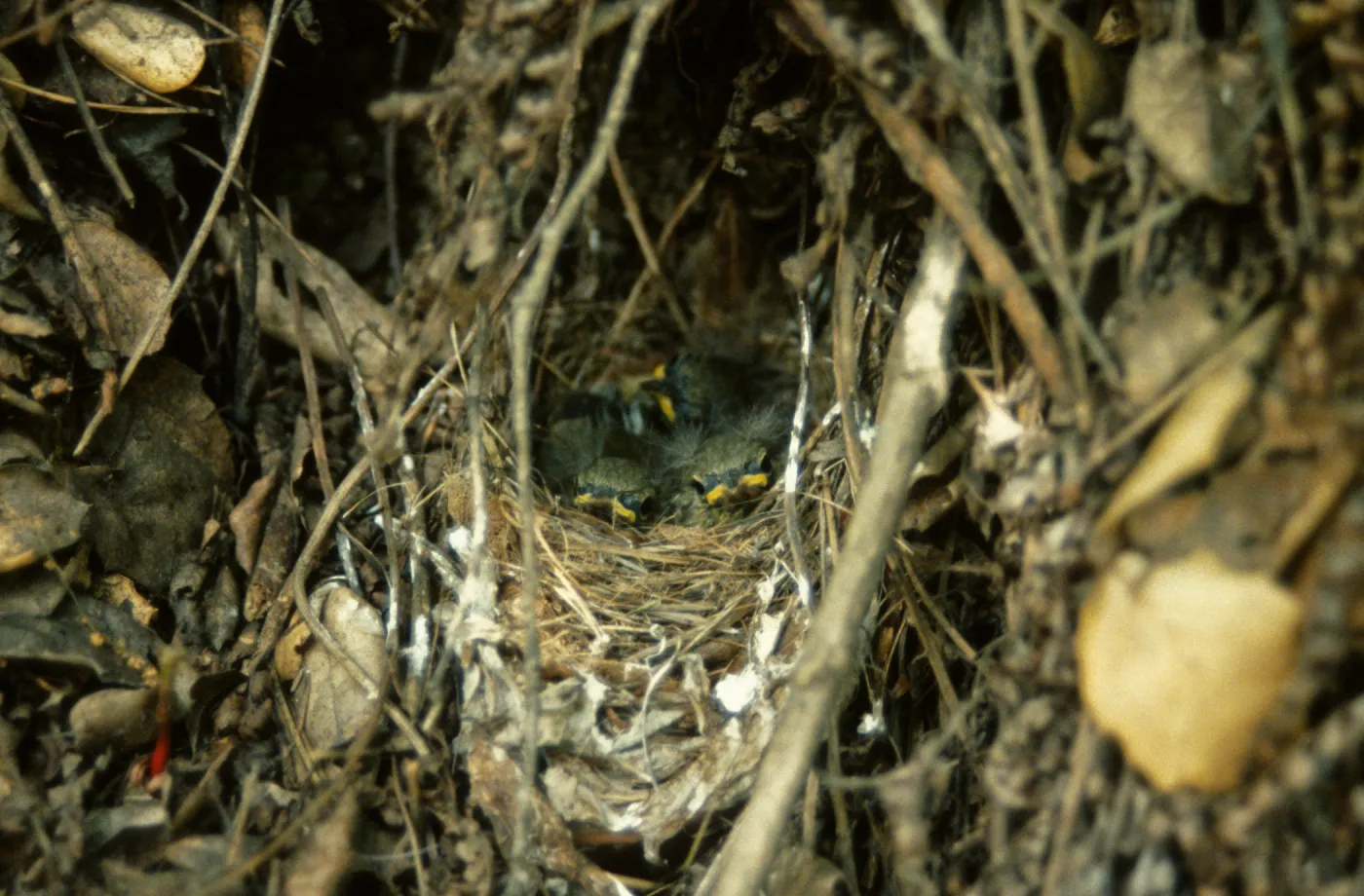 baby birds in nest, warbler nest
