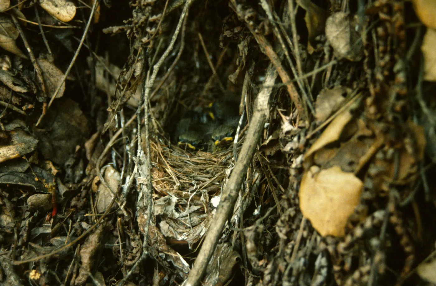 baby birds in nest, warbler nest