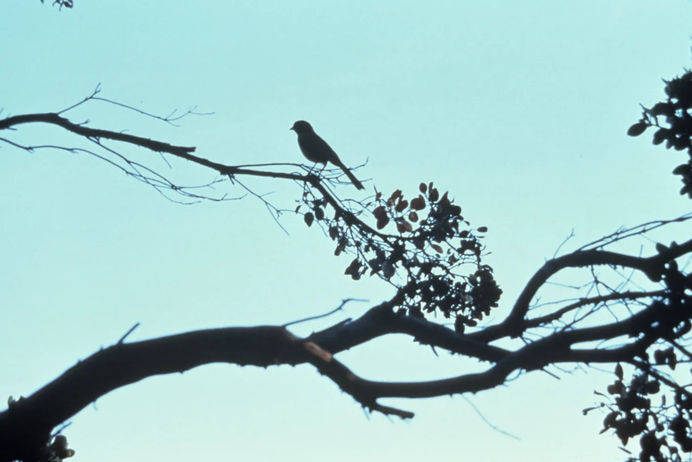 bird perched in the Garden