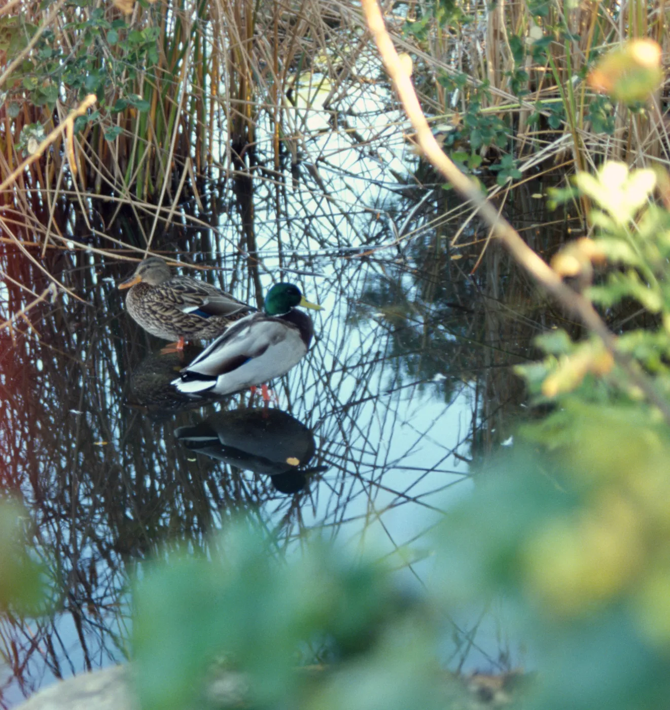 Mallard duck pair in the Pond