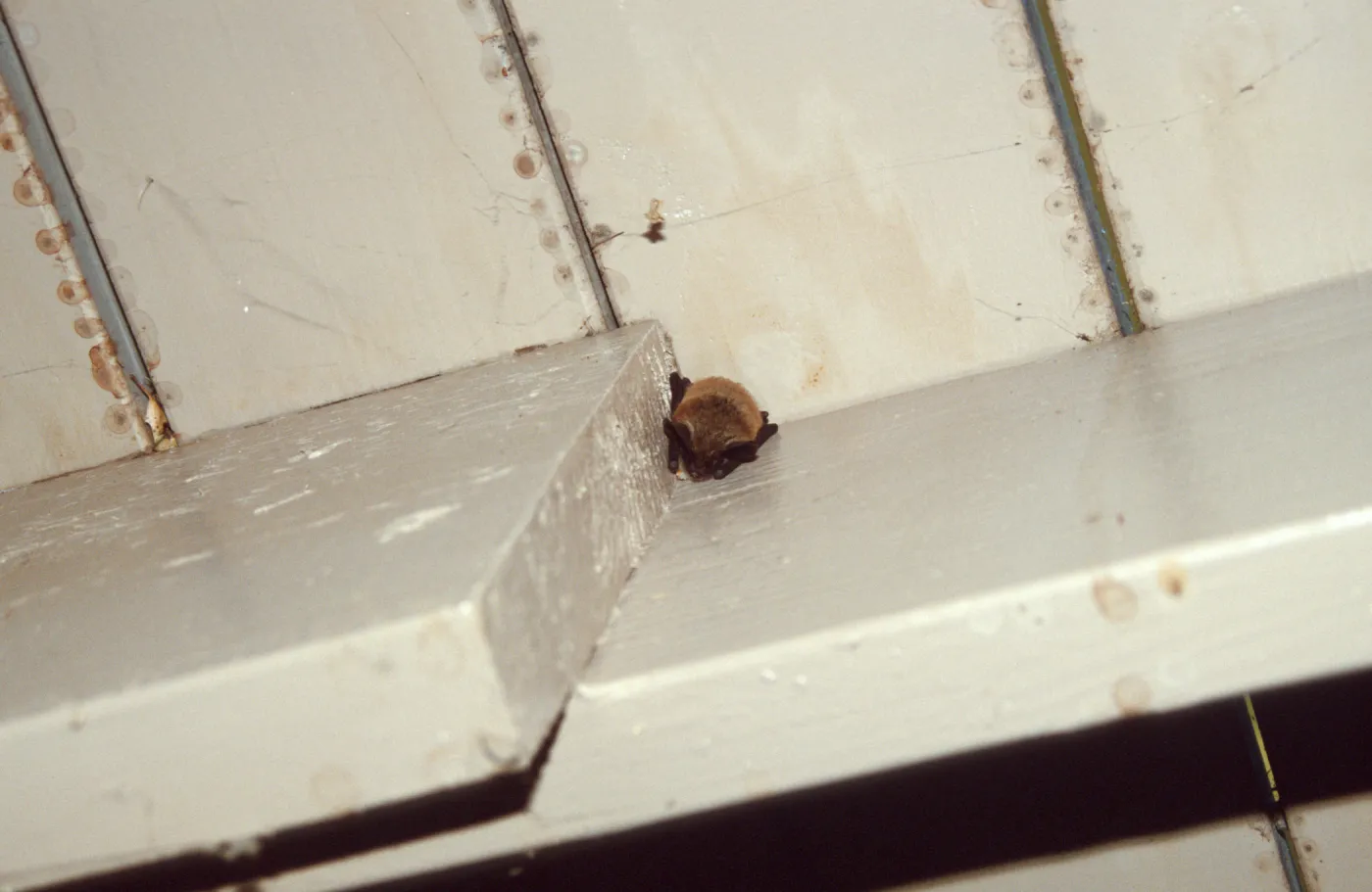 bat nestled in eaves of building at the Garden