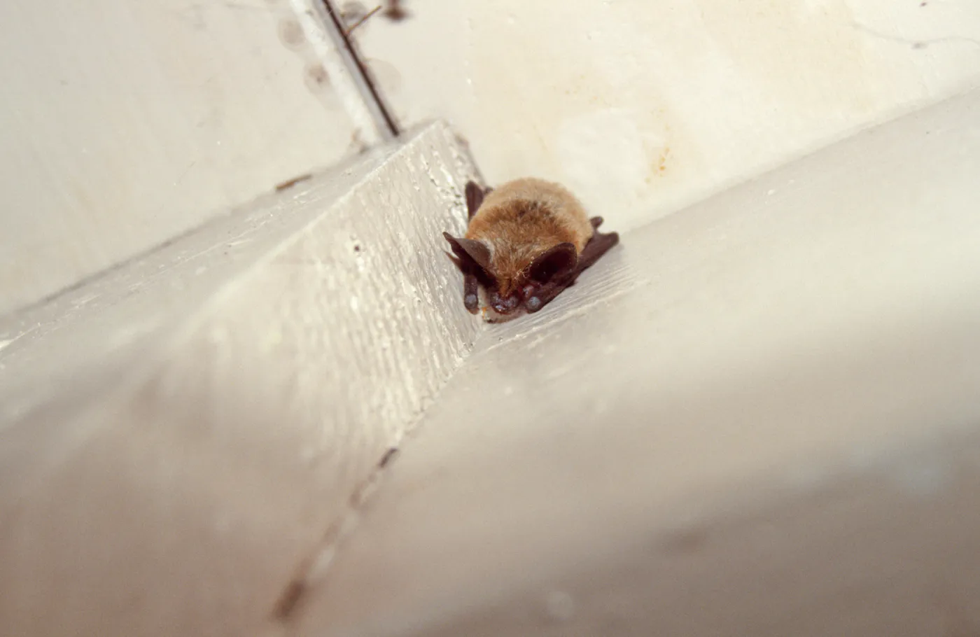 bat nestled in eaves of building at the Garden