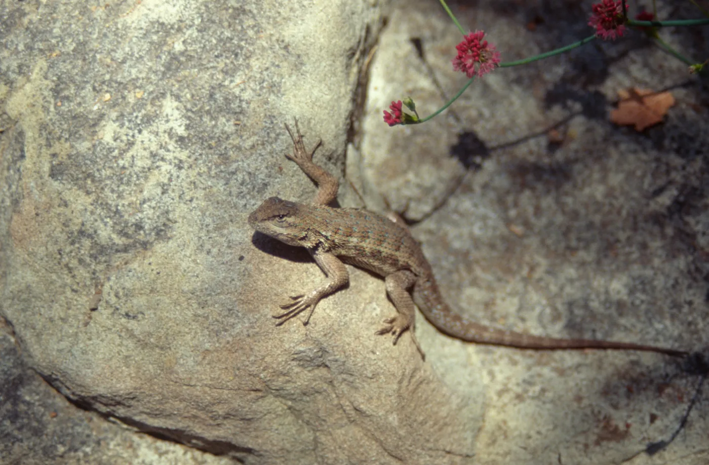 blue belly Lizard