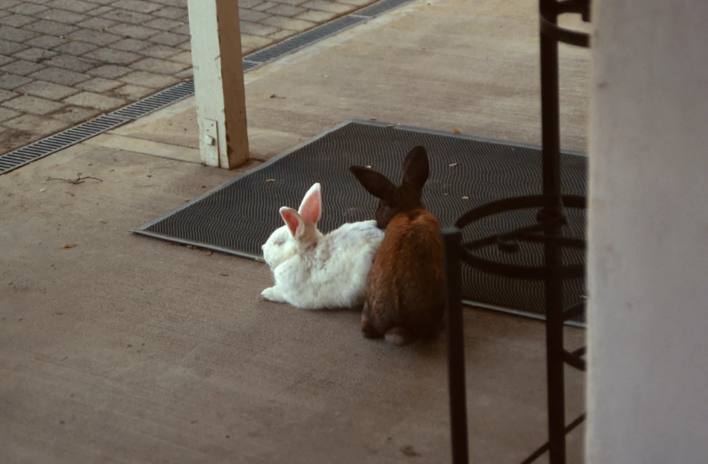 Rabbits, outside the Garden Shop