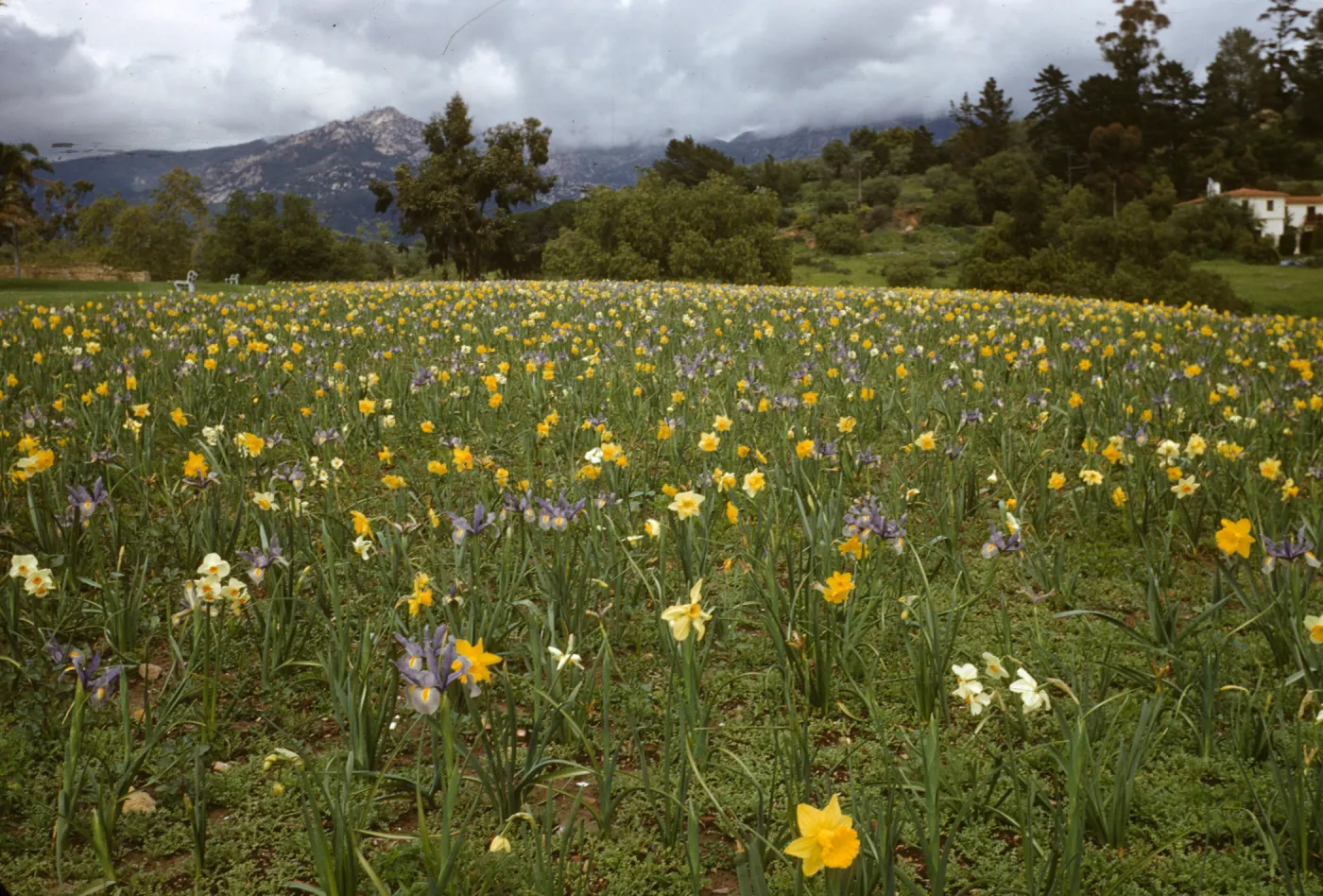 Iris and Daffodils in Garden of the Santa Barbara Mission