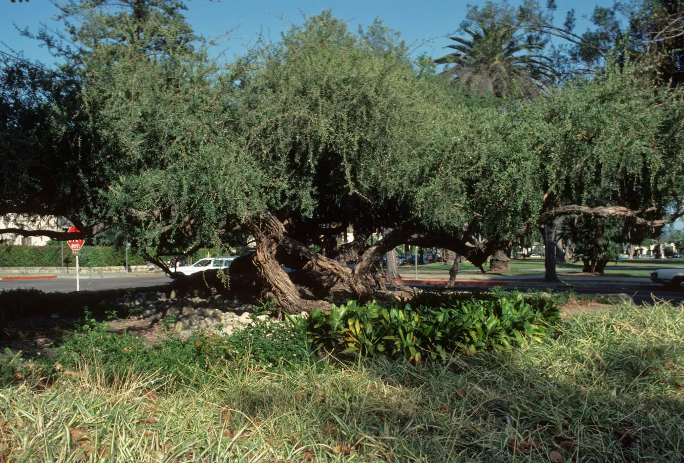 Alice Keck Park Memorial Garden