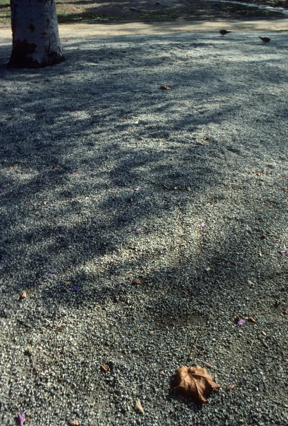 Alice Keck Park Memorial Garden