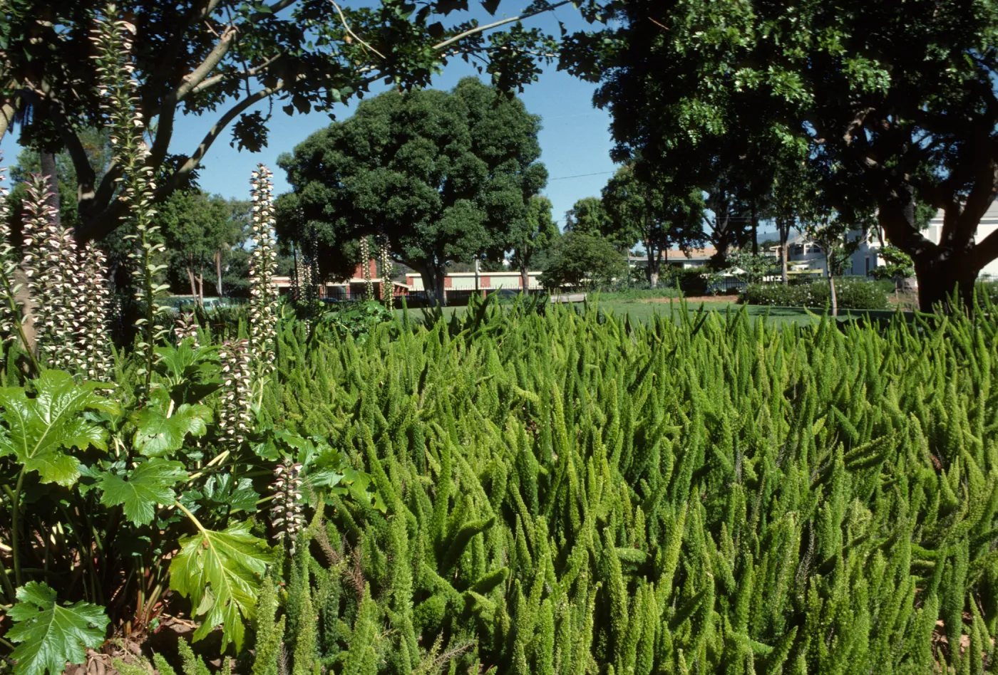 Alice Keck Park Memorial Garden