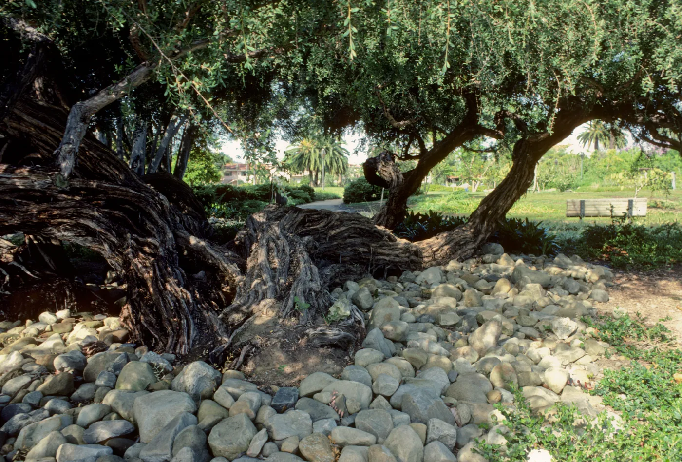 Alice Keck Park Memorial Garden