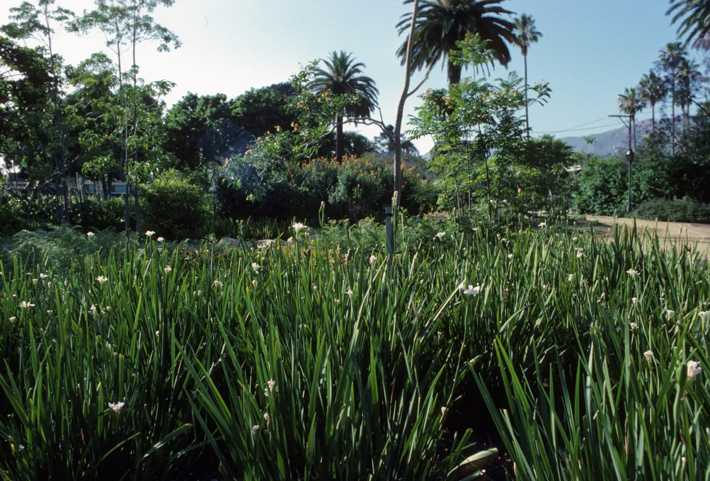 Alice Keck Park Memorial Garden