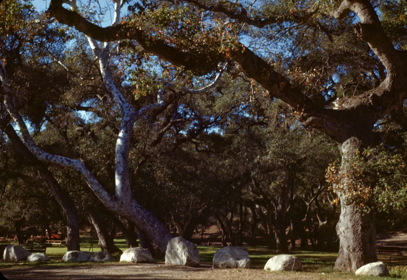 Tucker's Grove