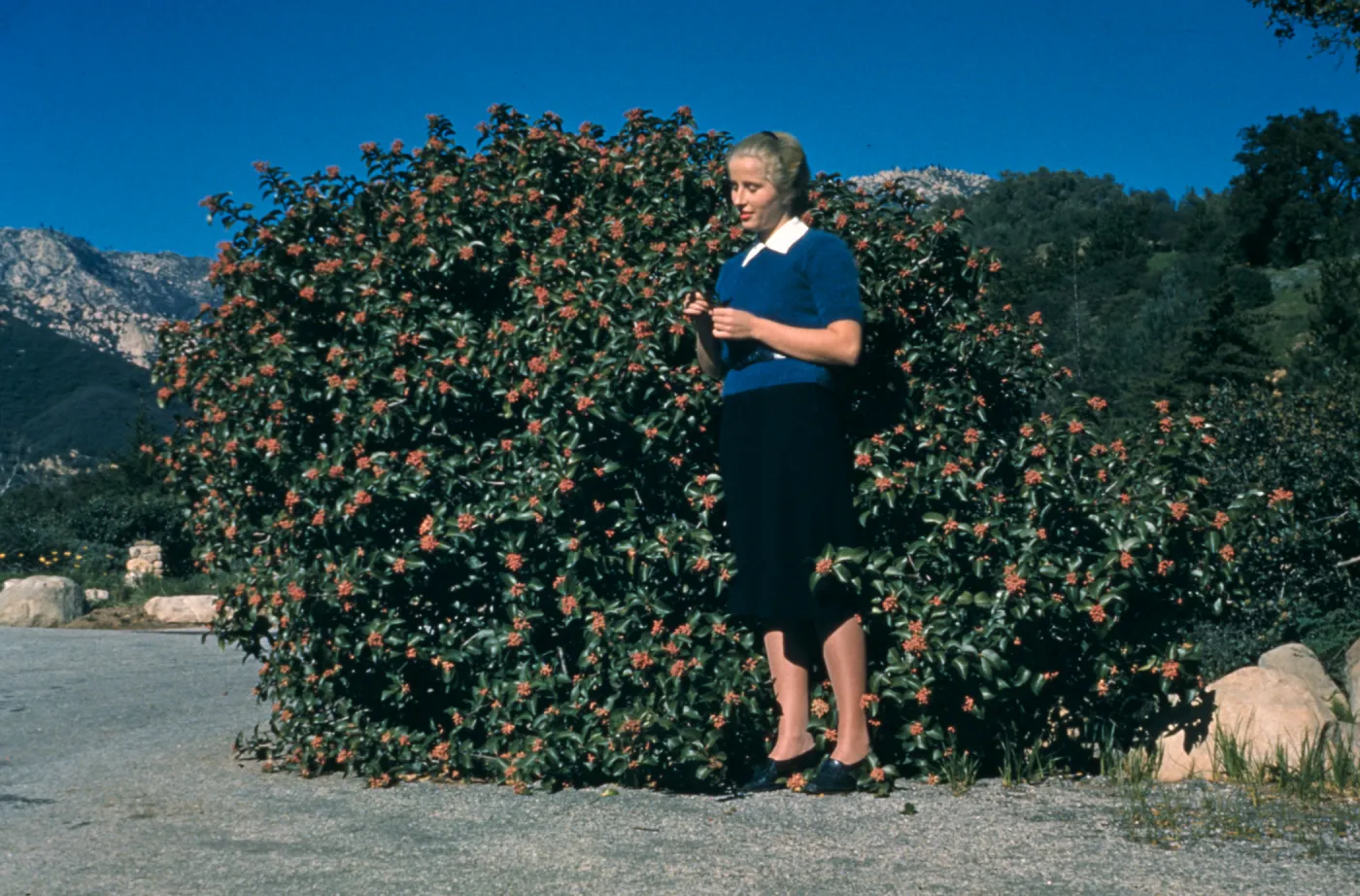 Patty Van Rensselaer in Front of Rhus Ovata