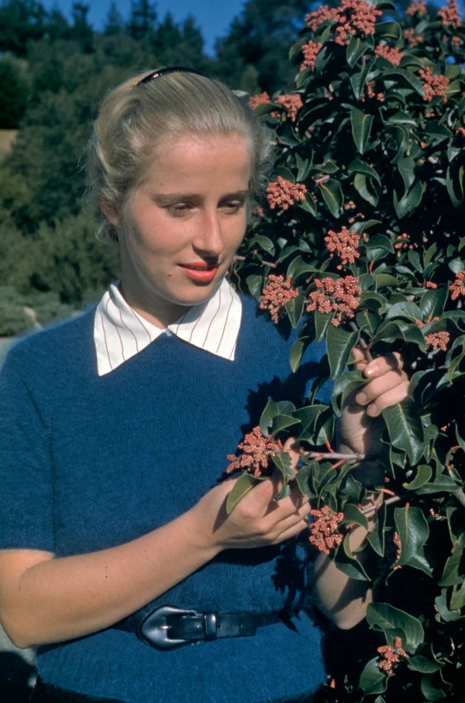 Patty Van Rensselaer with Rhus Ovata